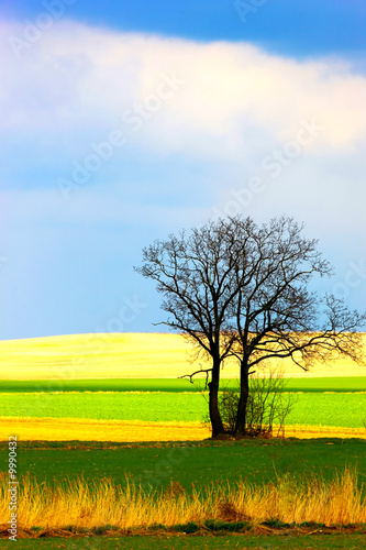 Solitary tree