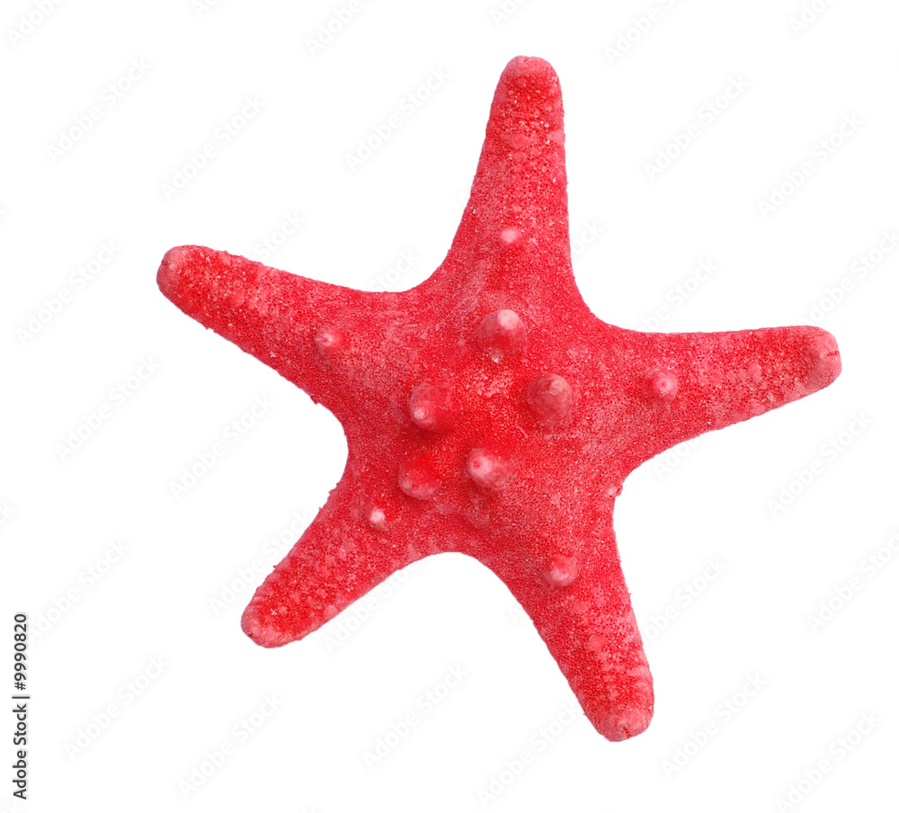 starfish isolated on white background starfish isolated on white background