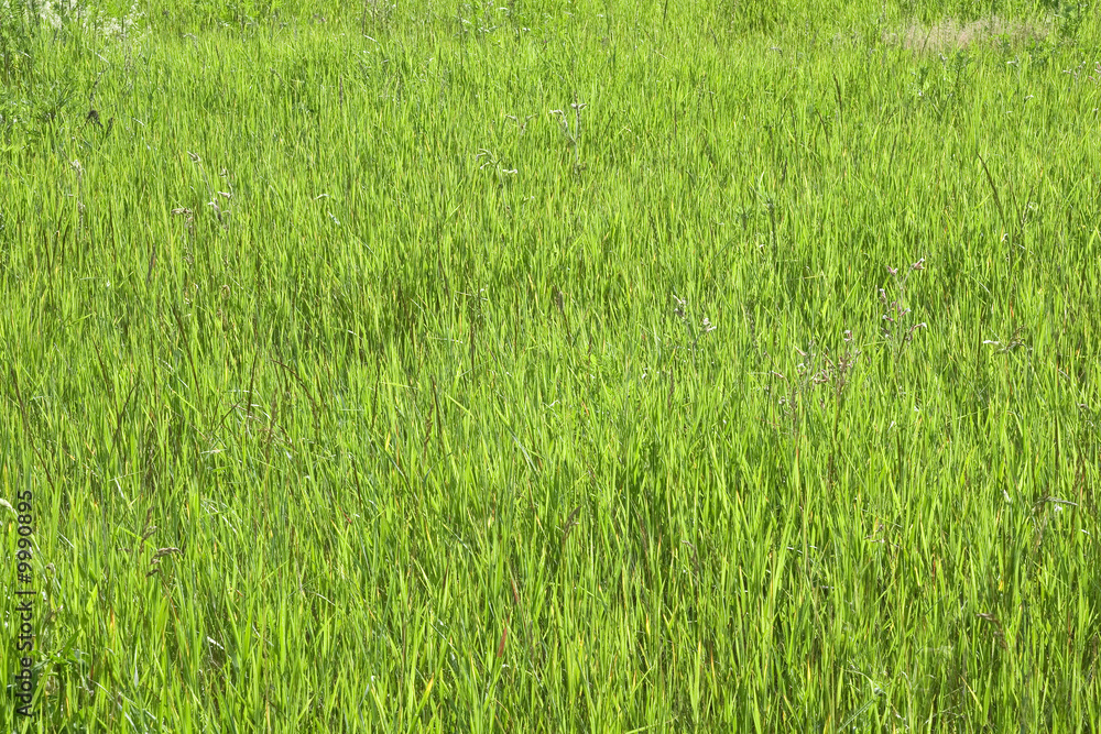 Green grass in a sunny day, texture