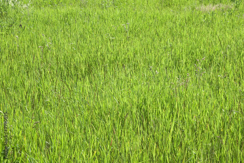 Green grass in a sunny day, texture