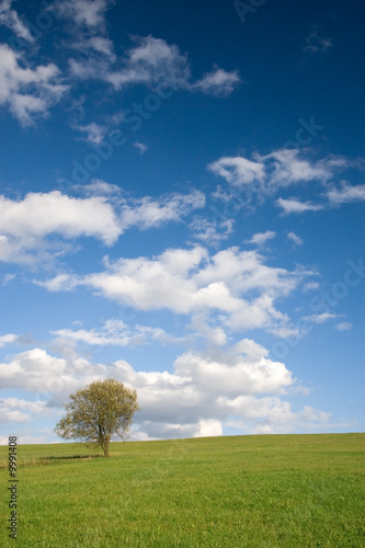 Lonely tree on empty meadow and white clouds on blue sky