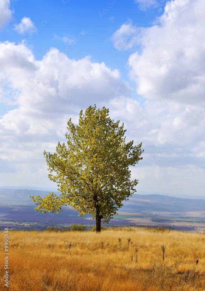 Fototapeta premium Autumn tree