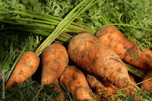 carottes du potager