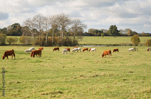 Cows grazing in an English Rural Landscape