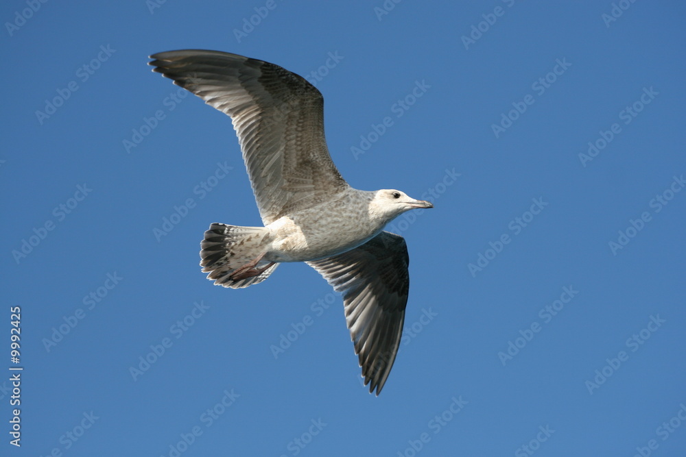 Obraz premium Bird. Seagull