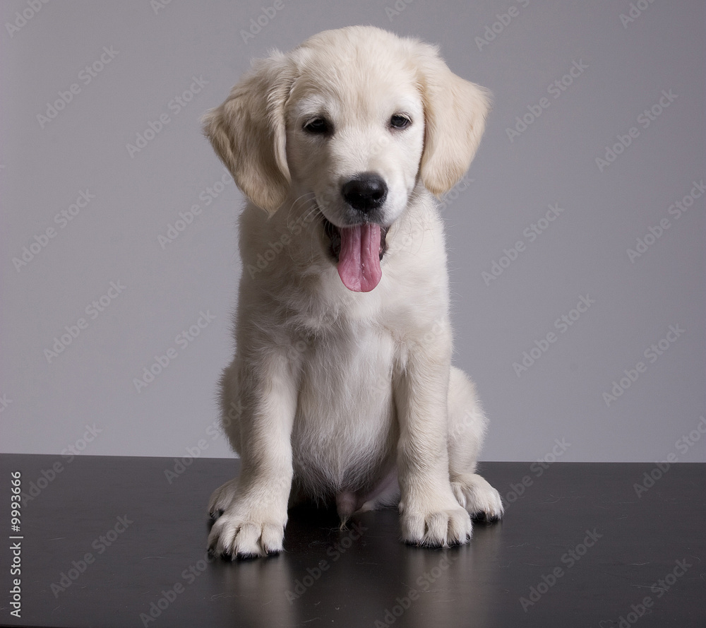 Baby Golden Retriever Portrait - Isolated over grey background