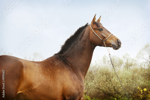 beautiful bay stallion