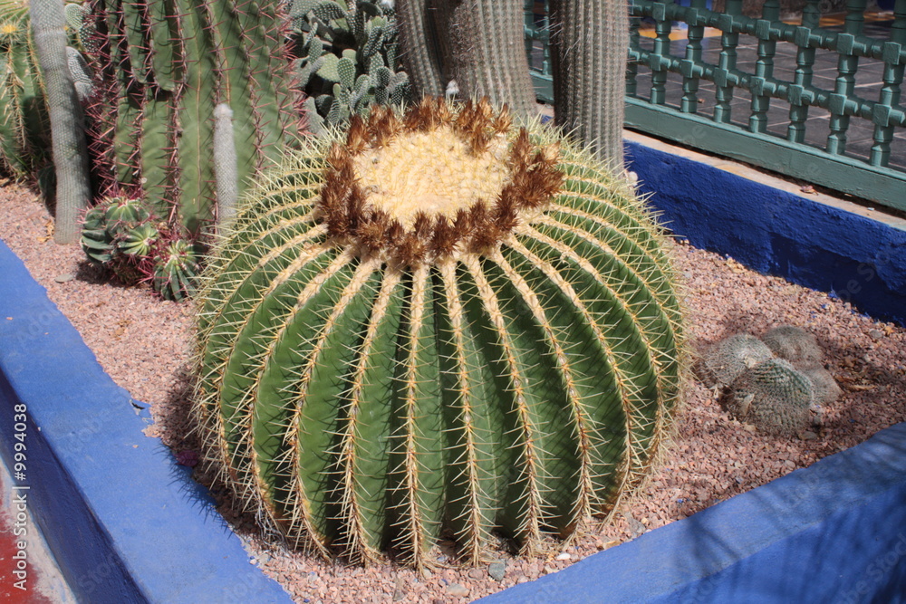 Coussin De Belle Mere Cactus