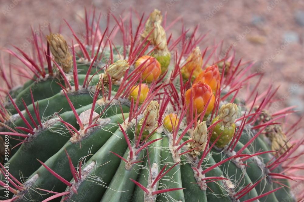 Obraz premium Cactus fleurissant