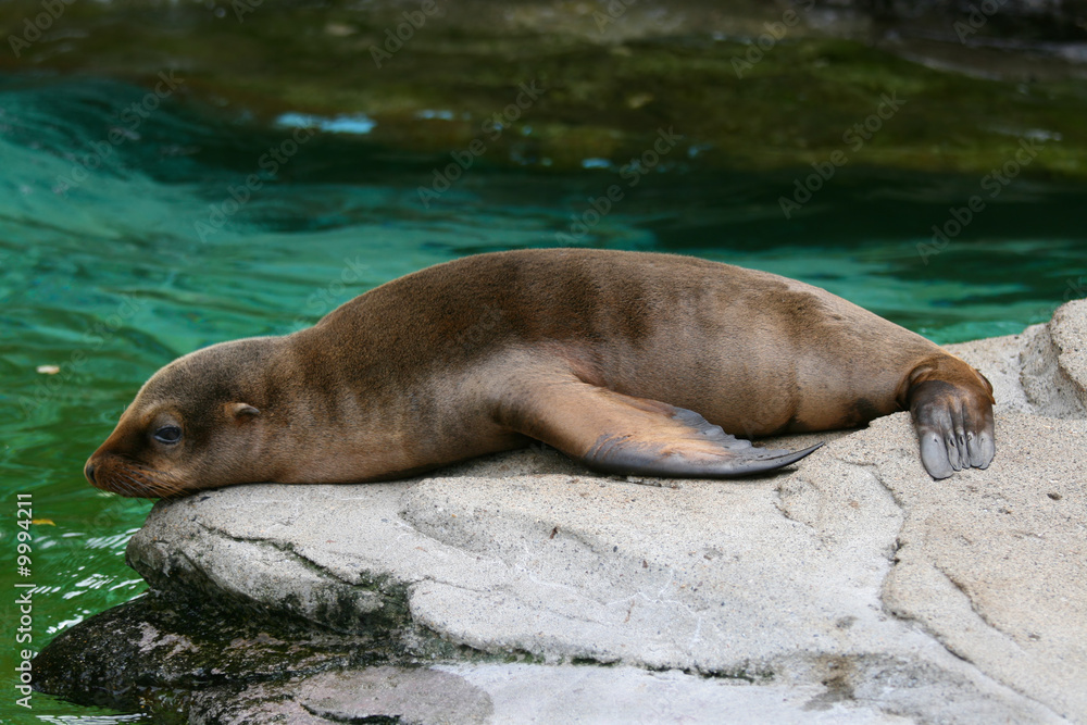 Obraz premium Baby seal 1