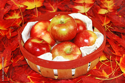 McIntosh apples on a bed of Candian Red Maple leaves photo