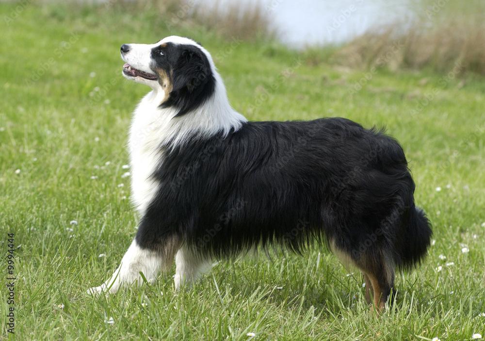 chien de profil et immobile chien de profil et immobile