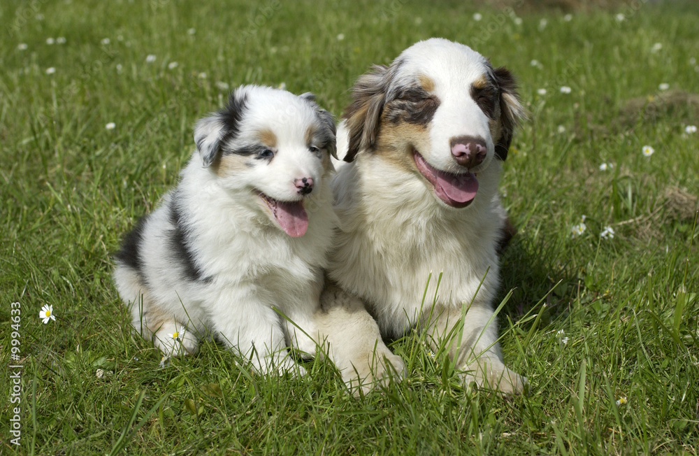 deux chiots bergers australiens