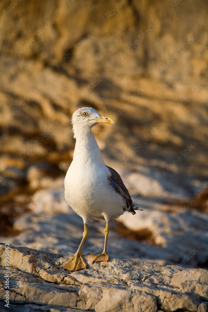 Seagull on a rock Seagull on a rock