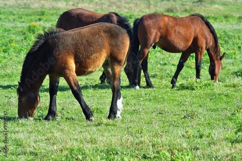 Horse grazing on a meadow