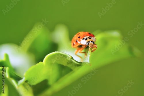 Ladybug sitting on a green grass.