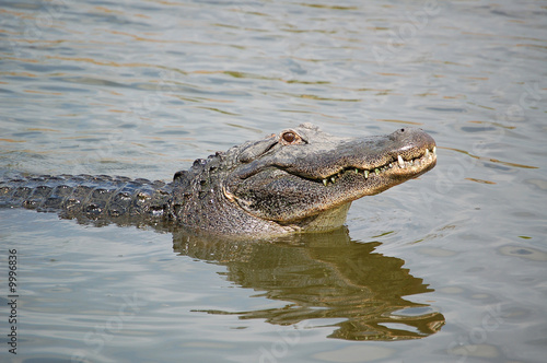 Krokodil im Teich
