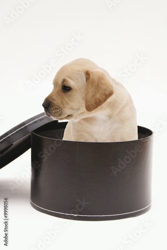 jeune labrador beige en cadeau photo