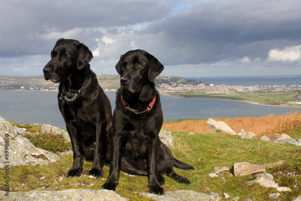 Views to the sea from walking up Conwy Mountain