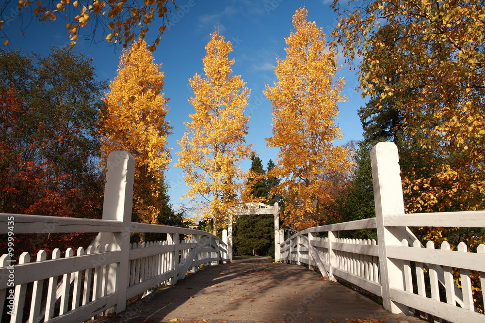 Yellow trees in autumn near a bridge, Finland Yellow trees in autumn near a bridge, Finland
