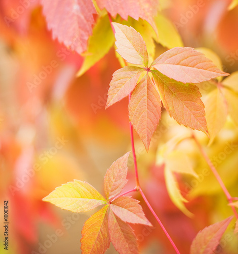 Autumn leaves on abstract blurred background  shallow DoF 