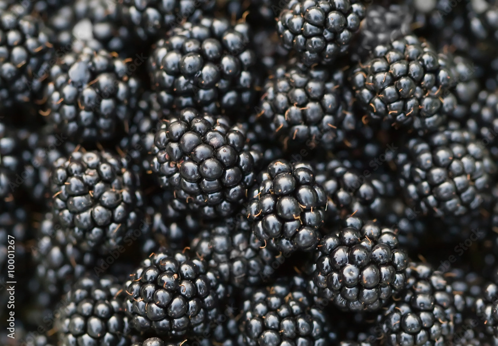 Background of macro of blackberry in summer Background of macro of blackberry in summer