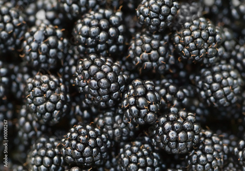 Background of macro of blackberry in summer