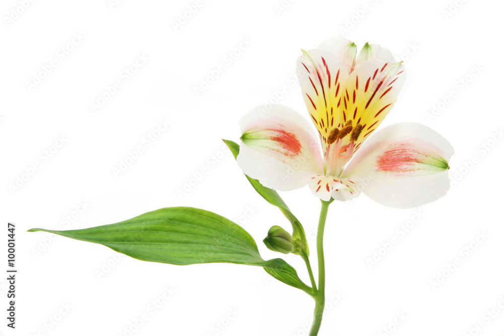 Day lilly flower leaf and bud isolated on white