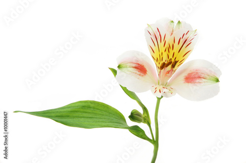 Day lilly flower leaf and bud isolated on white © Richard Griffin