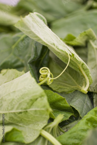 tenerumi,germogli di zucchine photo