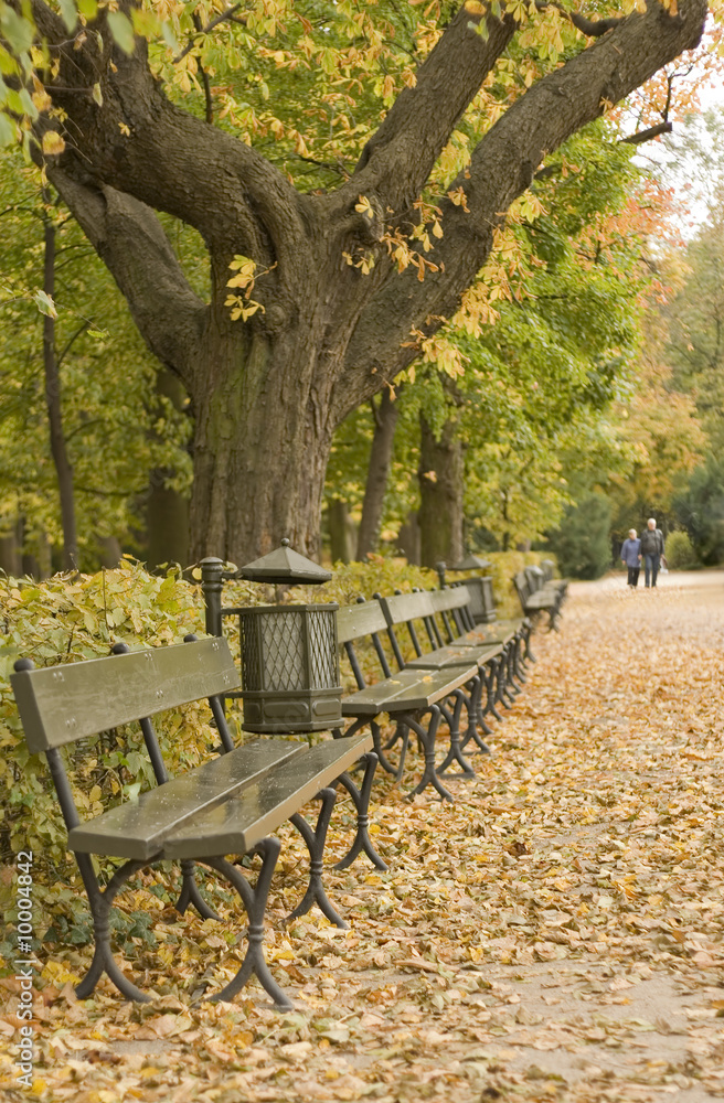 Bench, trees, yellow leaves and old age couple walking afar.