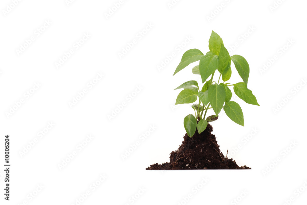 Green plant with dirt on white background Green plant with dirt on white background