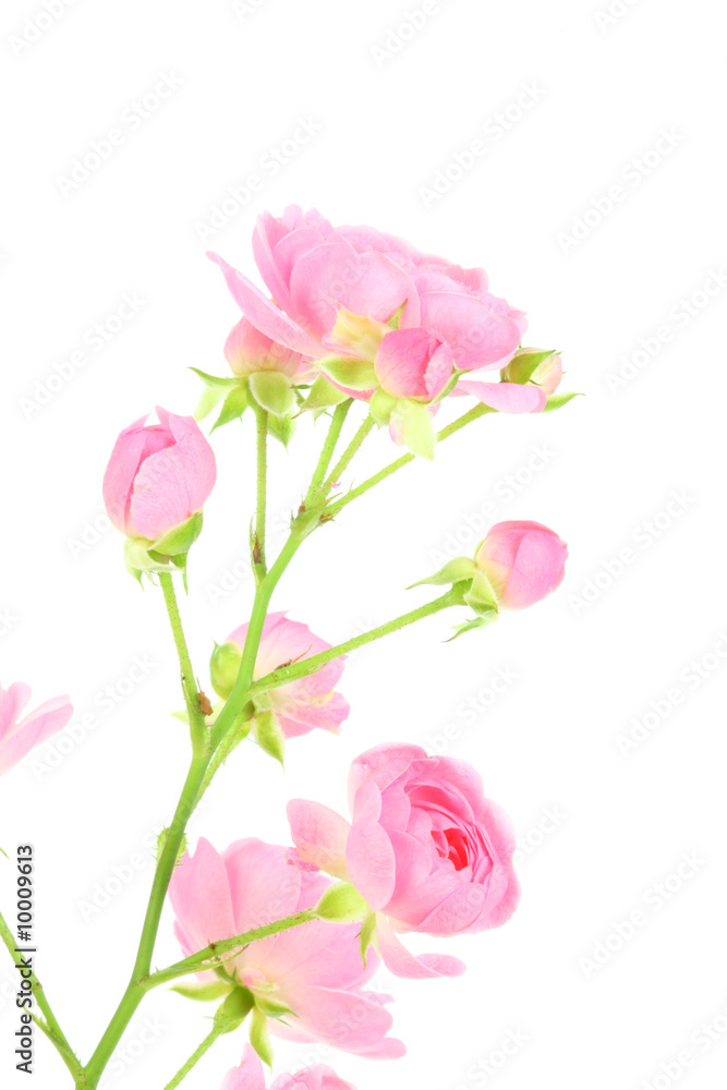 Pink rose with leaves on a white background. Pink rose with leaves on a white background.