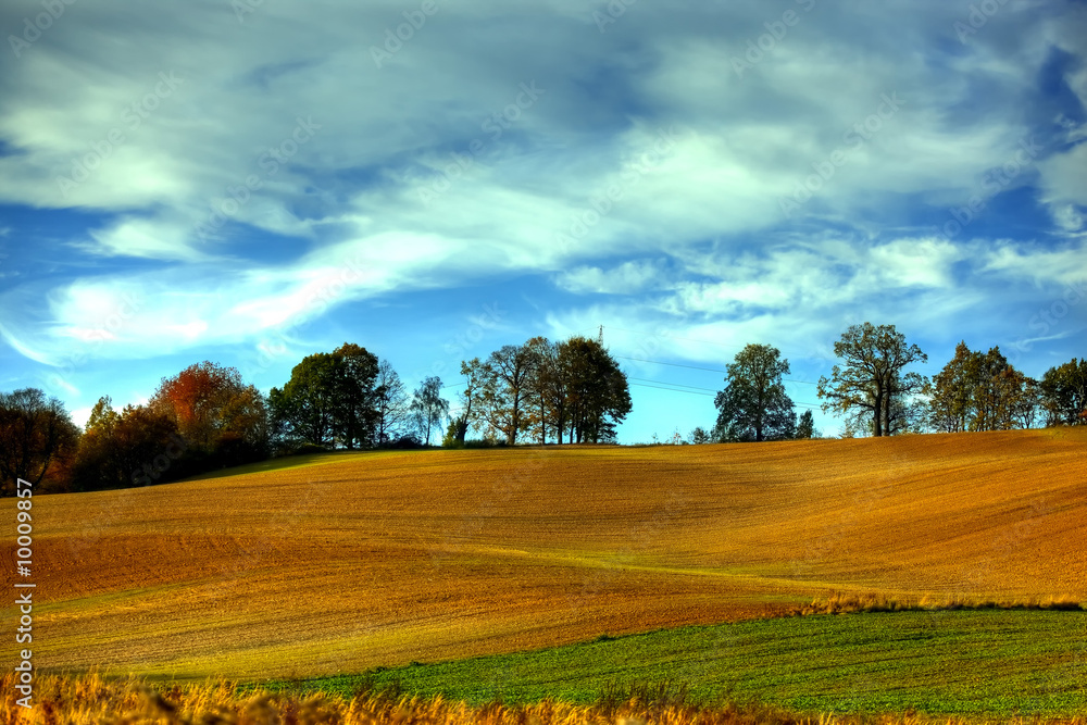 Obraz premium Golden fields