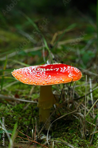 Red mushroom - toadstool