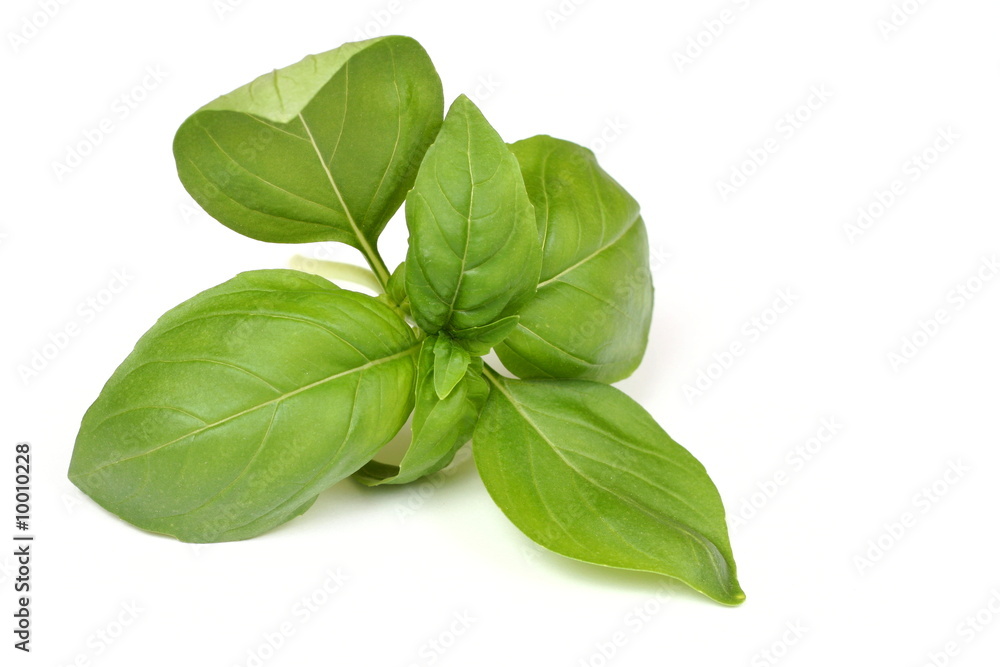 Fresh basil isolated on white background Fresh basil isolated on white background
