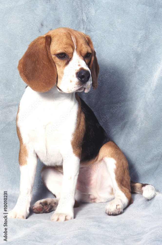 Beagle très patient