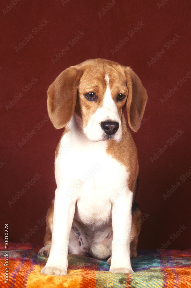 Beagle mélancolique assis