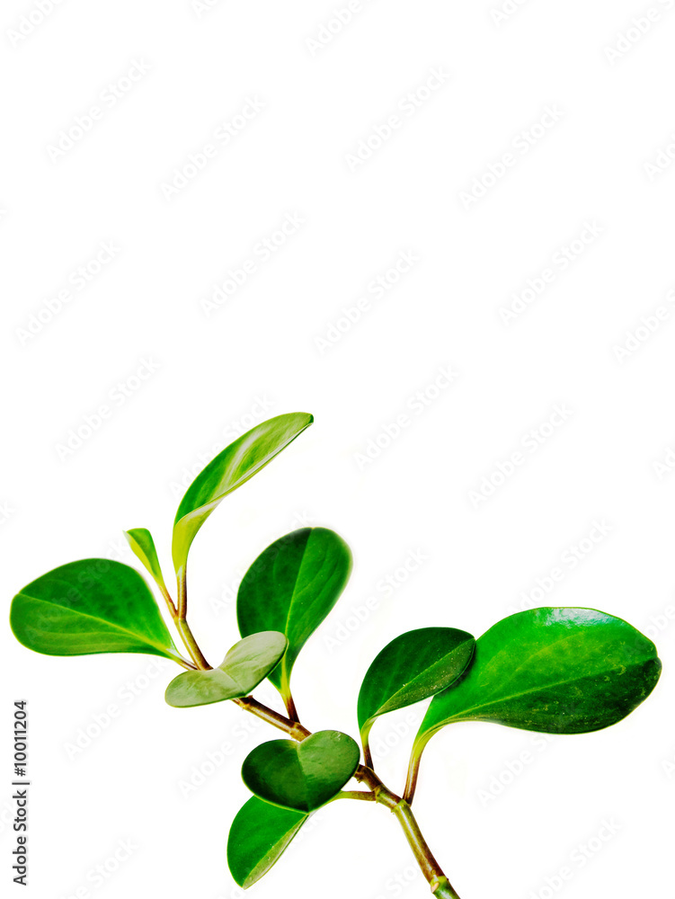 Fresh new leaves isolated on white Fresh new leaves isolated on white