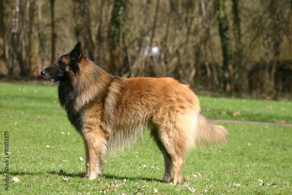 berger belge de tervueren au statique dans l'herbe berger belge de tervueren au statique dans l'herbe