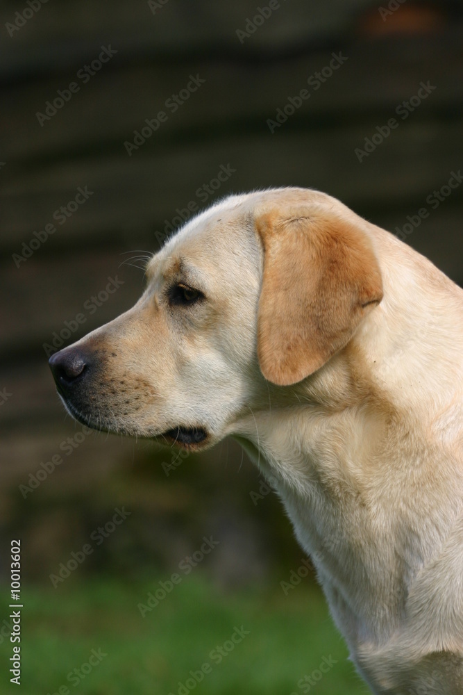 le regard attentif du labrador