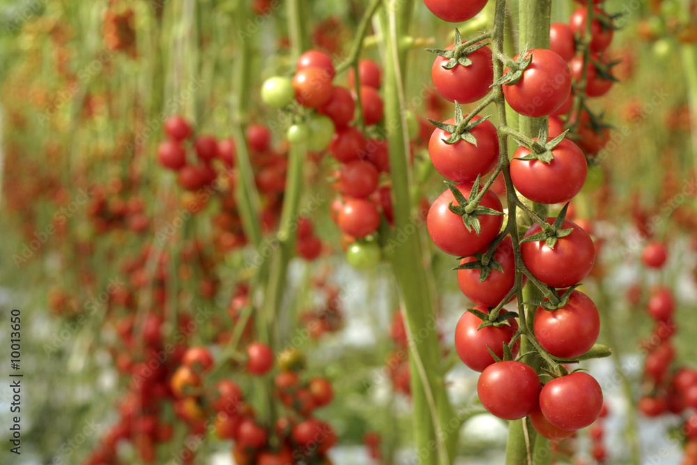 Obraz premium pomodorino siciliano pachino
