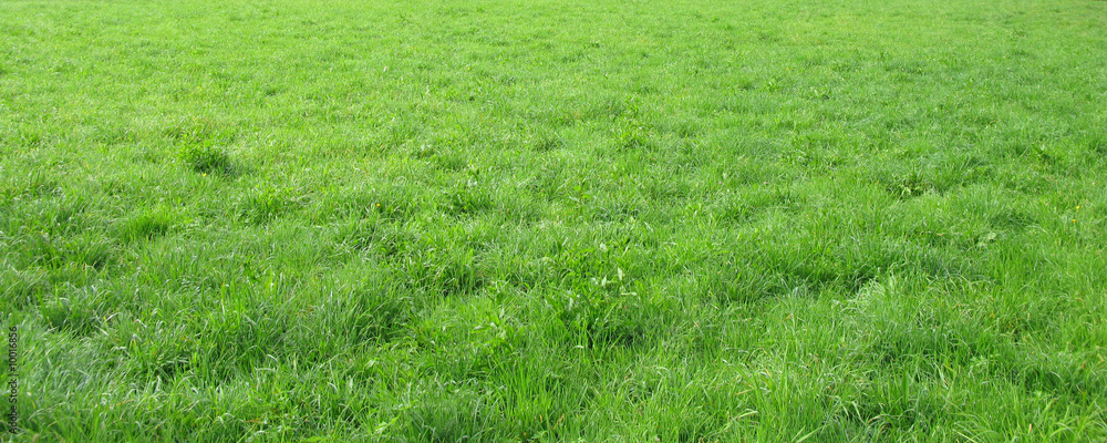 Obraz premium prato verde
