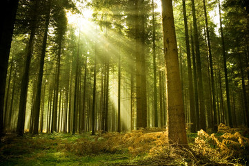 Foto auf Leinwand Wald Kiefernwald mit der letzten Sonne, die durch die Bäume scheint.  © James Thew