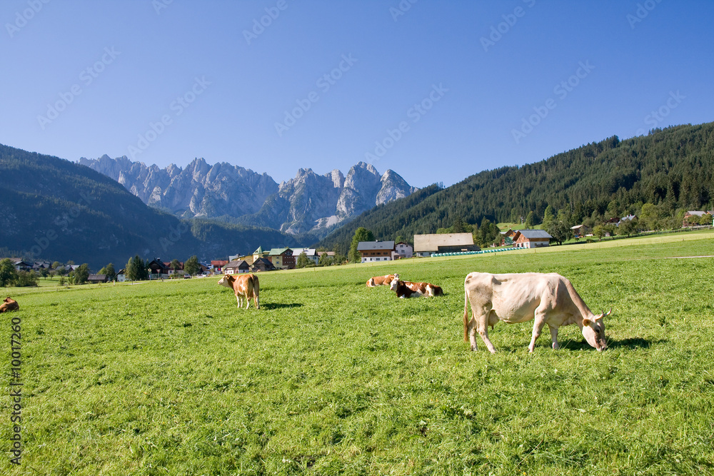 grazing cows on alpine pasture