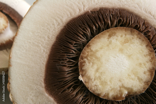 A close-up of a cut, closed-cup mushroom showing gills