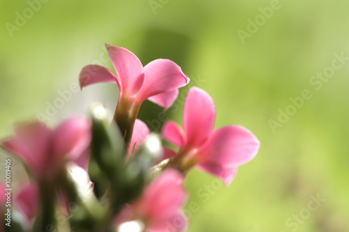 Tiny Red Flowers