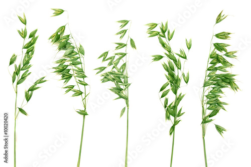 Green panicles of oat.