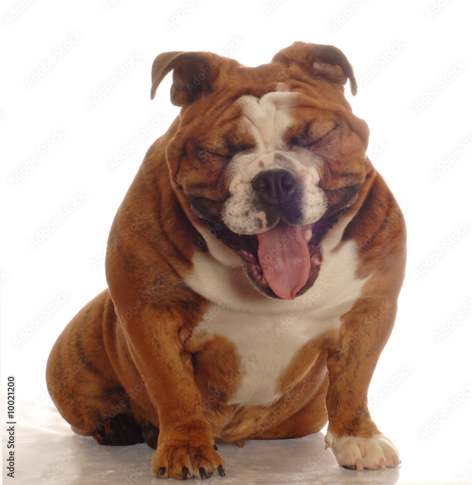 english bulldog with mouth open making funny face