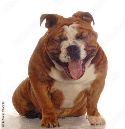 english bulldog with mouth open making funny face © Willee Cole